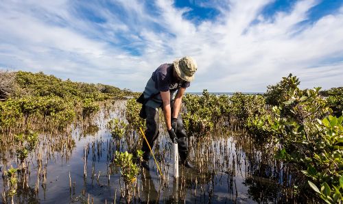 A man in a swamp