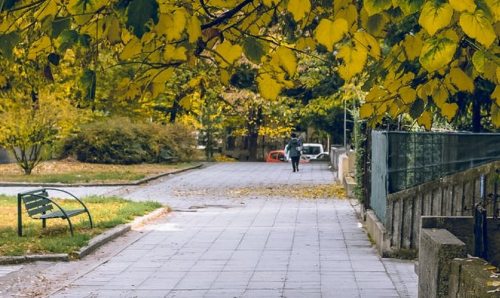 A leafy walkway